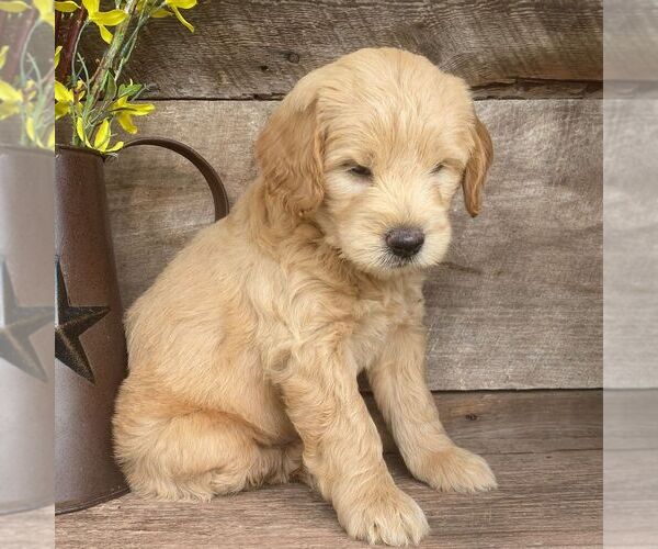 Medium Photo #3 Goldendoodle-Poodle (Miniature) Mix Puppy For Sale in MOHNTON, PA, USA