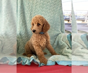 Poodle (Standard) Puppy for sale in MORGAN, UT, USA
