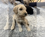 Small Photo #6 Poodle (Standard) Puppy For Sale in COLORADO SPRINGS, CO, USA