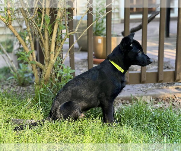 Medium Photo #12 German Shepherd Dog Puppy For Sale in La Grange , NC, USA