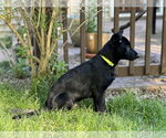 Small #11 German Shepherd Dog