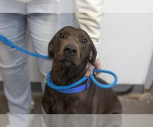Chocolate Labrador retriever-Unknown Mix Dogs for adoption in Mountain Home, AR, USA
