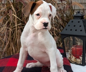 Medium Boxer