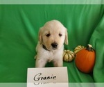 Small Photo #6 Golden Retriever Puppy For Sale in NORTH UNION, PA, USA