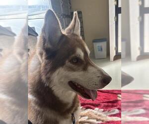 Siberian Husky Dogs for adoption in Santa Cruz, CA, USA