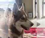 BARLEY* - Male Siberian Husky Dog for Adoption - Small photo