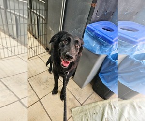 Mutt Dogs for adoption in El Centro, CA, USA