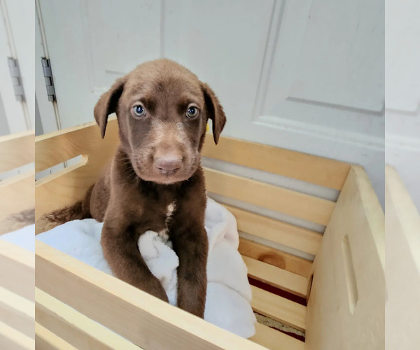 Medium Photo #1 German Shepherd Dog-German Shorthaired Pointer Mix Puppy For Sale in BLOOMINGTON, IN, USA