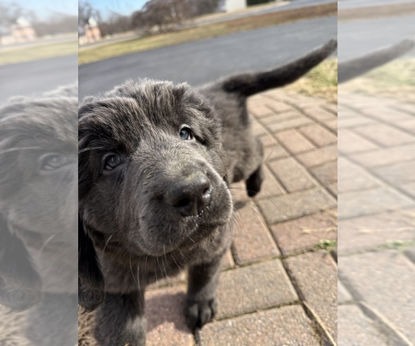 Medium Photo #5 Newfoundland Puppy For Sale in MARTINSBURG, WV, USA