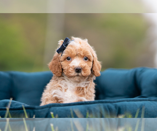 Medium Photo #25 Maltipoo (Miniature) Puppy For Sale in WARSAW, IN, USA