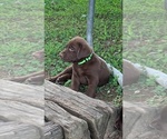Small Photo #11 Labrador Retriever Puppy For Sale in ASHVILLE, AL, USA