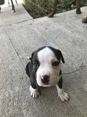 Bullboxer Pit Puppy for sale in COLUMBIA, MO, USA