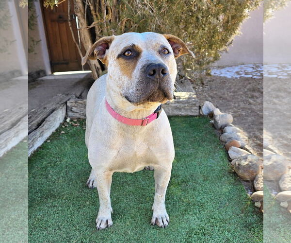 Medium Photo #2 American Staffordshire Terrier-Mastiff Mix Puppy For Sale in Albuquerque, NM, USA