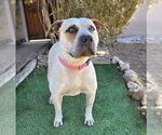 Small #1 American Staffordshire Terrier-Mastiff Mix