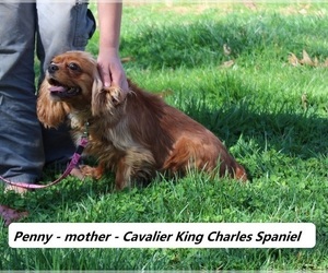 Mother of the Cavalier King Charles Spaniel puppies born on 03/15/2024