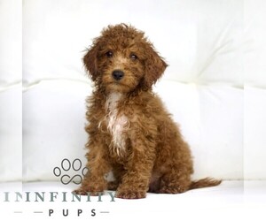 Poodle (Toy) Puppy for sale in LANCASTER, PA, USA