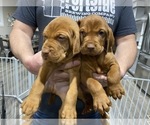 Small Photo #12 Vizsla Puppy For Sale in CANBY, OR, USA