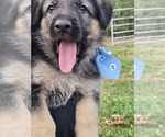 Puppy Grey German Shepherd Dog