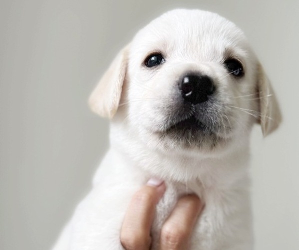 Medium Photo #2 Labrador Retriever Puppy For Sale in ENCINITAS, CA, USA