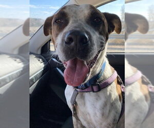 Mutt Dogs for adoption in Aurora, CO, USA