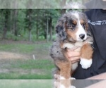 Small Photo #2 Miniature Bernedoodle Puppy For Sale in MINEOLA, TX, USA