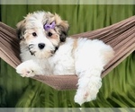 Small #4 Havanese