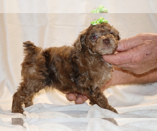 Medium Photo #14 Poodle (Toy) Puppy For Sale in DYERSBURG, TN, USA