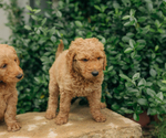 Small Photo #23 Goldendoodle Puppy For Sale in PECK, KS, USA