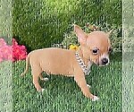 Small #3 Chihuahua