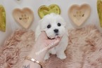 Small Photo #1 Maltipoo Puppy For Sale in LAS VEGAS, NV, USA