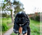 Small Photo #1 Shih Tzu Puppy For Sale in DISPUTANTA, VA, USA