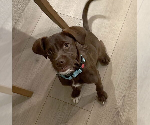 Medium Photo #5 Mutt Puppy For Sale in San Juan Capistrano, CA, USA