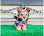 Small Photo #5 Morkie Puppy For Sale in SANTA CLARITA, CA, USA