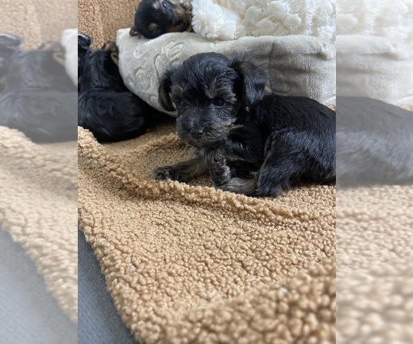Medium Photo #2 YorkiePoo Puppy For Sale in FENTON, MI, USA
