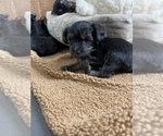 Small Photo #2 YorkiePoo Puppy For Sale in FENTON, MI, USA