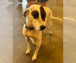 Small #3 Border Collie-Pointer Mix