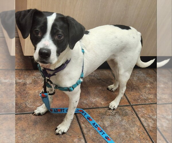 Medium Photo #3 Beagle-Unknown Mix Puppy For Sale in Fairfax, VA, USA