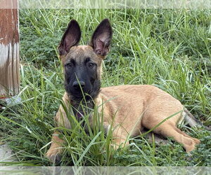 Mutt Dogs for adoption in Imlay City, MI, USA