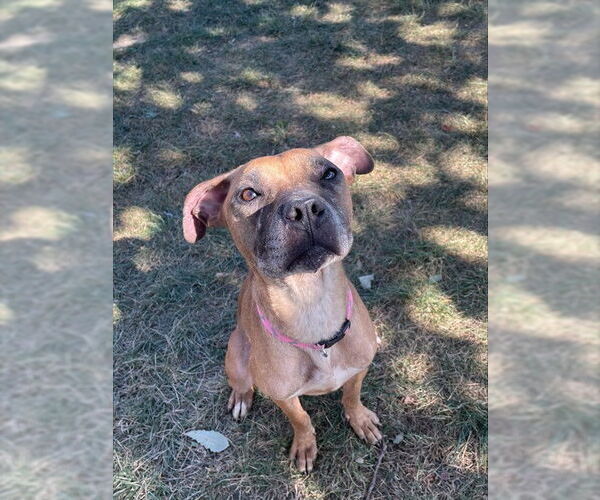Medium Photo #1 Black Mouth Cur-Unknown Mix Puppy For Sale in Lee's Summit, MO, USA
