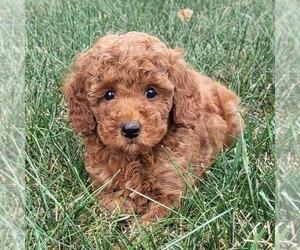 Goldendoodle (Miniature) Puppy for sale in NARVON, PA, USA