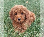 Small Goldendoodle (Miniature)