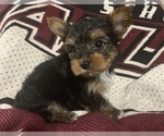 Small Photo #23 Yorkshire Terrier Puppy For Sale in JOHNSTON CITY, IL, USA