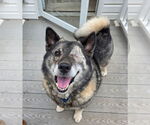 Small #4 Norwegian Elkhound
