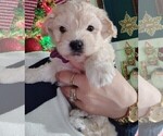 Puppy Purple collar Maltipoo (Miniature)