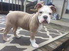 Puppy 5 Olde English Bulldogge