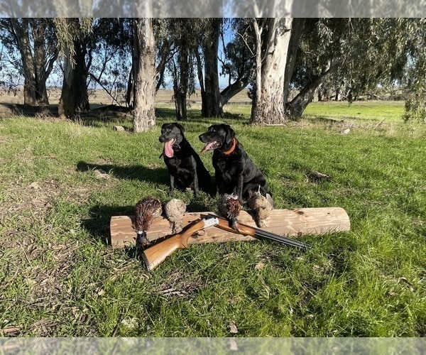 Medium Photo #23 Labrador Retriever Puppy For Sale in REDDING, CA, USA