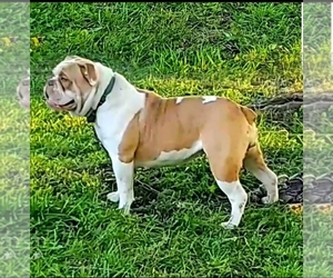 Mother of the Olde English Bulldogge puppies born on 06/19/2022