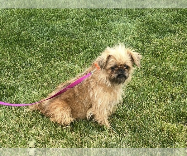 Medium Photo #1 Brussels Griffon Puppy For Sale in NILES, MI, USA