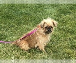 Small Photo #1 Brussels Griffon Puppy For Sale in NILES, MI, USA