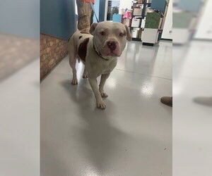 American Pit Bull Terrier Dogs for adoption in Temple, TX, USA